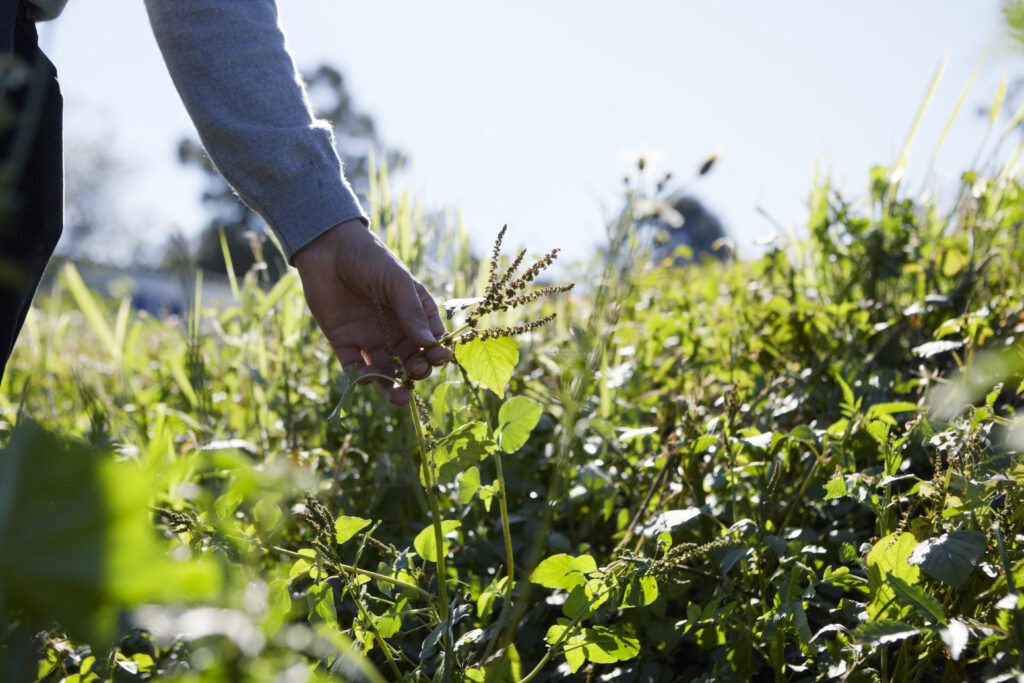 Natural Healing Workshops